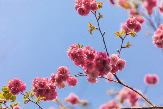 春天美丽的樱花