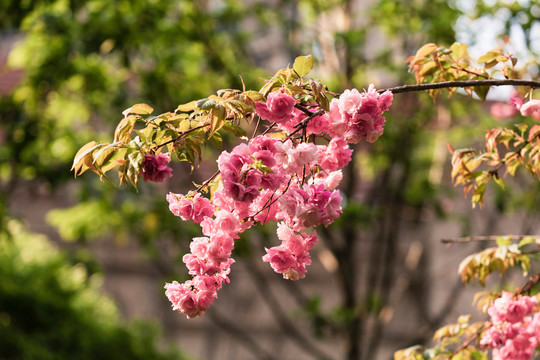 美丽的樱花