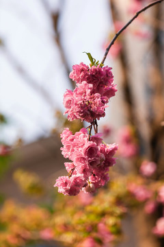 美丽的樱花