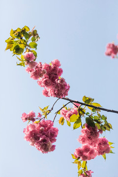 美丽的樱花