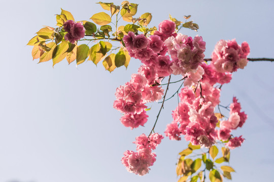 美丽的樱花