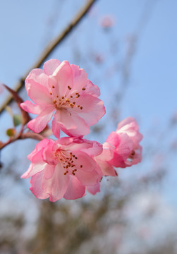 小桃红花