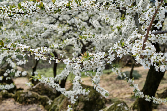 李子花