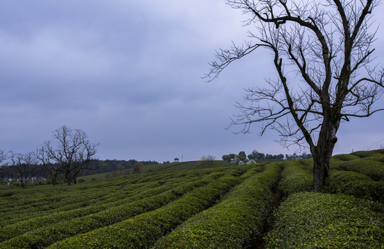 茶树林