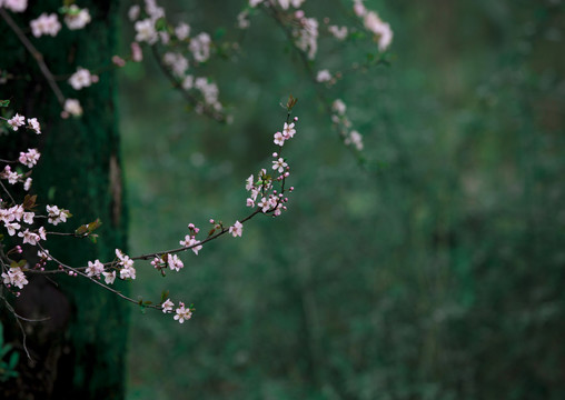 花枝