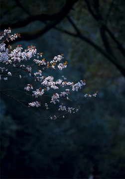 桃花枝