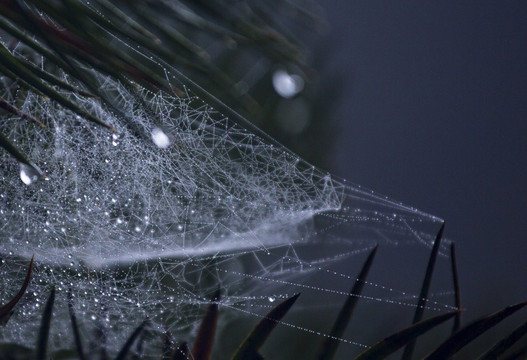 露水蛛网