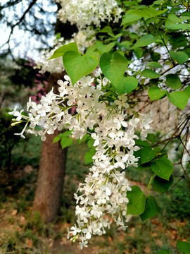 白色丁香花