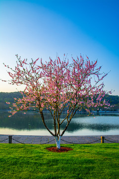 桃花树