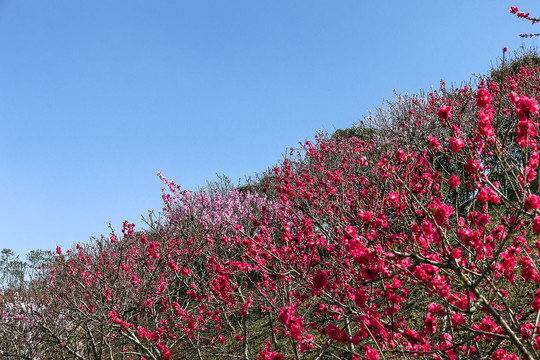 桃花满山坡