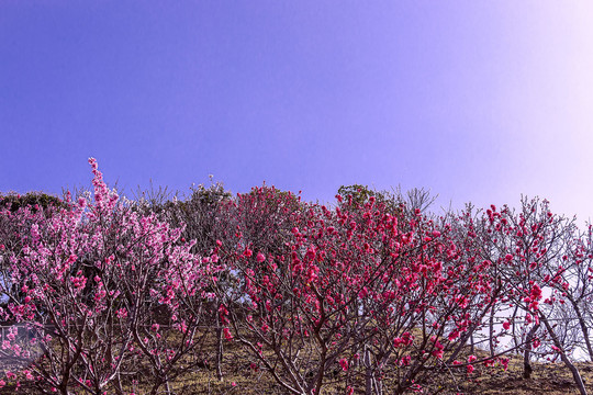 蓝天下的桃花林