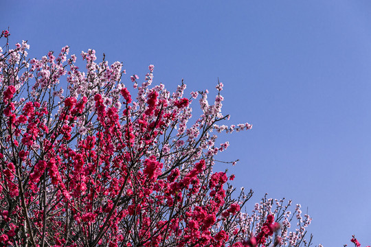 透空桃花林