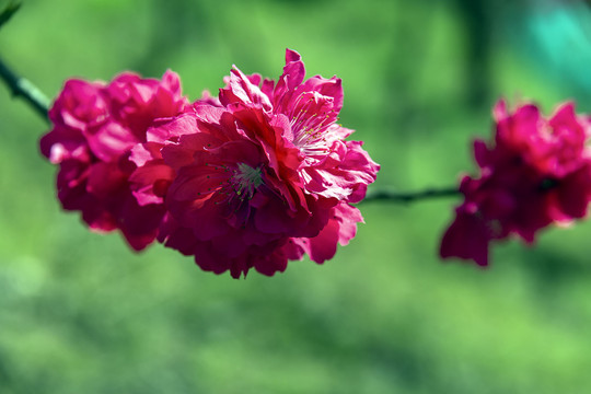 绯红色桃花