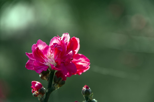 绛桃花开