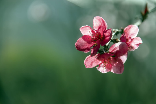 一束红色桃花