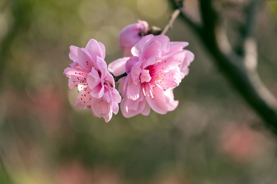 粉色桃花开