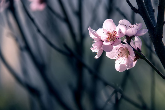 透亮的粉红色桃花