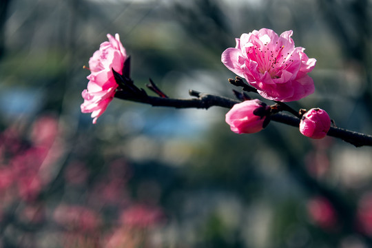 盛开的粉色碧桃花