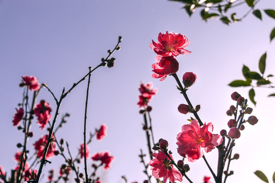 蓝天下的红桃花