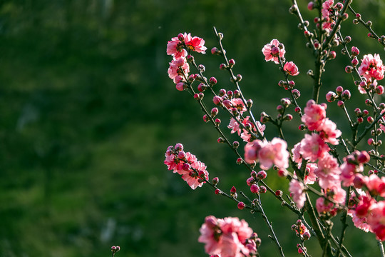 枝头桃花开