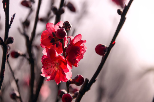 红碧桃花开