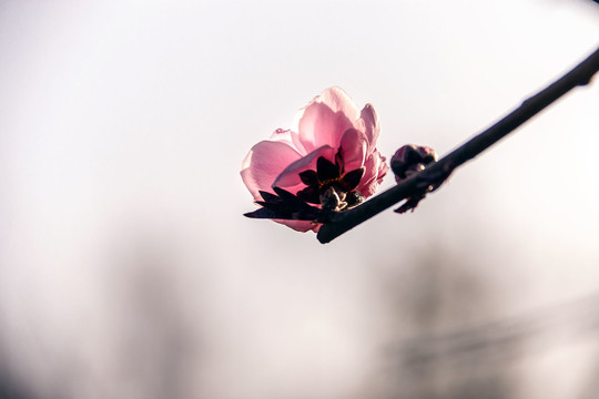 粉红色碧桃花