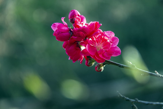 一枝红色桃花