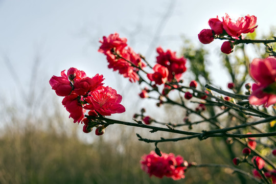 碧桃花开