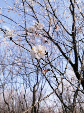 明媚春光下的桃花