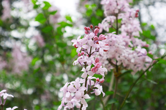 丁香花