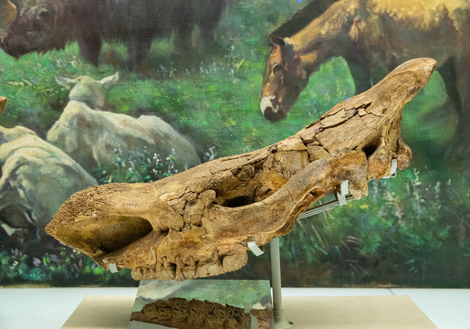 山西披毛犀古生物化石