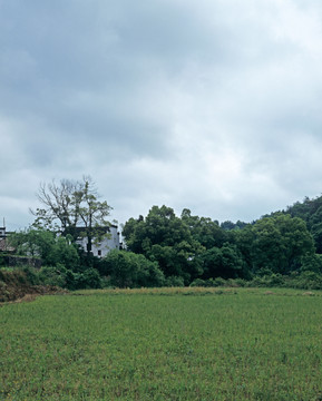 田野