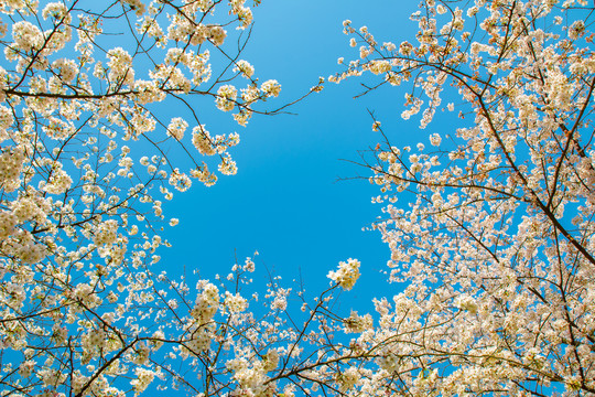 樱花天空