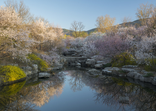 春天的北京植物园山桃花溪