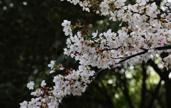 樱花