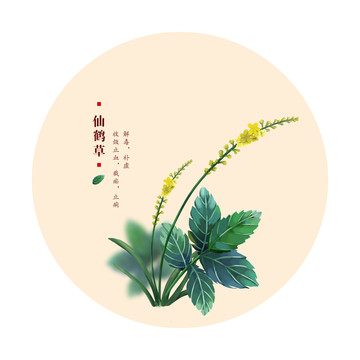 仙鹤草