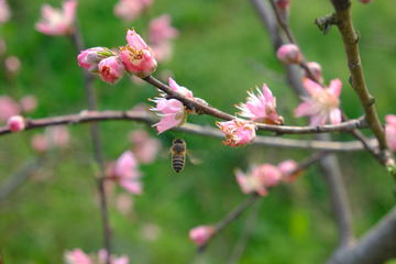 蜂舞桃枝