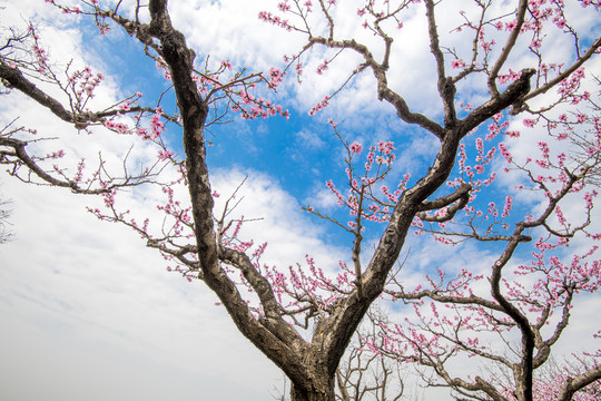 桃花