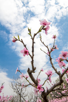 桃花
