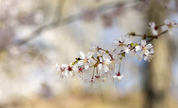 春天盛开的美丽的樱花