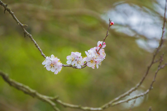 梅花