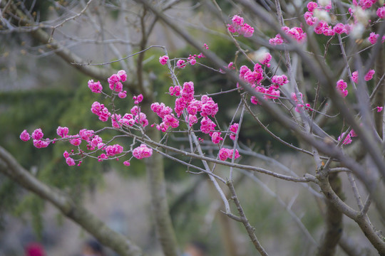 梅花