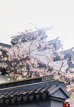 樱花和古建筑
