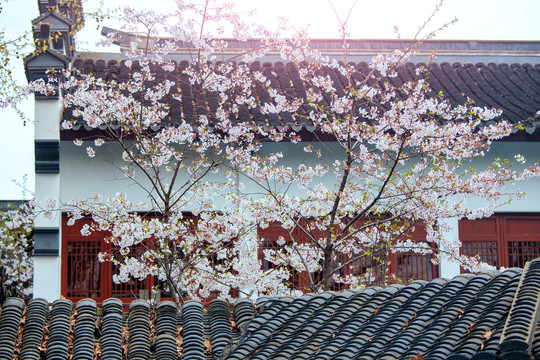 樱花与古建筑