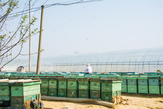 养蜂工人检查蜜蜂健康状况