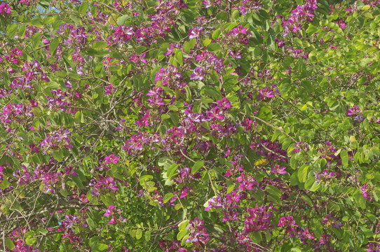 美丽的洋紫荆花丛