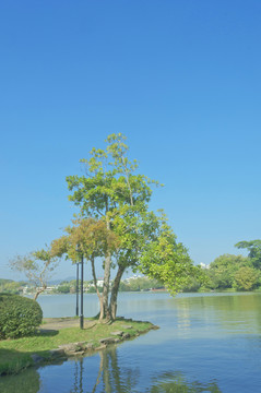 湖边树下美景