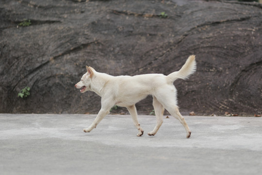 中华田园犬