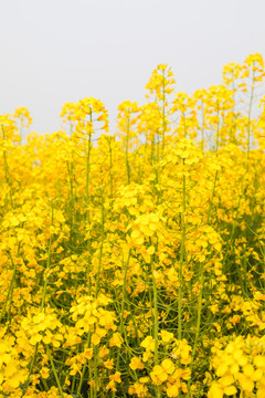 油菜花