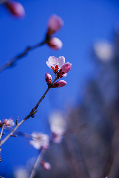 桃花开